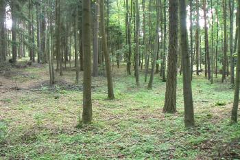 Předpolí tvrze (© Prudký Martin, 05/2011)