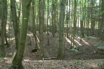 Pohled na tvrziště z východu (© Prudký Martin, 08/2009)