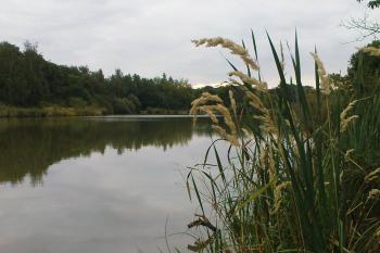 Zátiší na rybníku (© Miroslav Wetter, 09/2009)