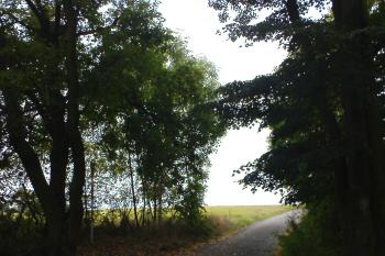 Východ z lesa nad rybníkem (© Miroslav Wetter, 09/2009)