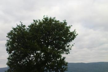 Osamocený strom (© Miroslav Wetter, 09/2009)