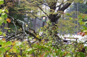 památný strom - buk u Drakova (© Zuzana Holasová, 10/2009)
