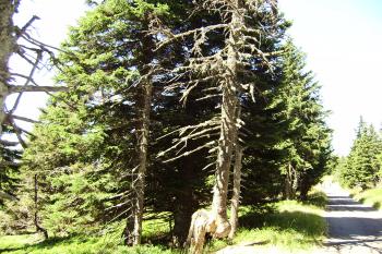přístupová cesta na Švýcárnu od rozcestí k Pradědu (© Zuzana Holasová, 08/2009)