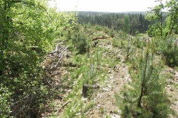 Val na jihozápadě ( © Filip Matoušek 5/2009)