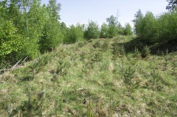 Vrcholová plošina dnes nenese stopy zástavby a je nově osázena stromky ( © Filip Matoušek 5/2009)