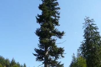 celkový pohled na památnou jedli ( © Jan P. Štěpánek 09/2009)