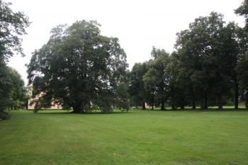 Dominantní solitér jižního palouku středové části parku od východu ( © Ivan Grisa 08/2011)