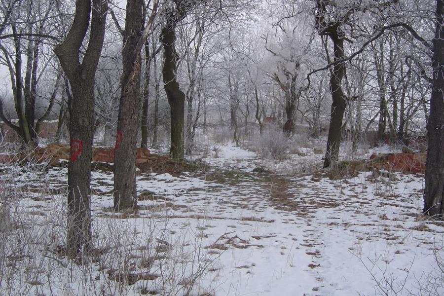 židovský hřbitov