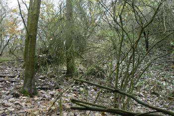 Tvrziště od východu (© Prudký Martin, 11/2009)