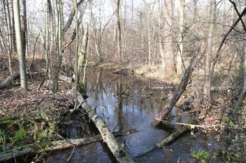 Staré slepé rameno neustále meandrující řeky Morávky, nebo původní plavební kanál? ( © Jan P. Štěpánek 11/2009)