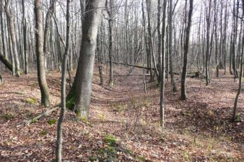 Pouhá terénní anomálie, staré rameno řeky Morávky, nebo pozůstatek plavebního kanálu? ( © Jan P. Štěpánek 11/2009)
