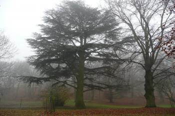mohutný cedr libanonský v parku (© David Hamza, 11/2009)