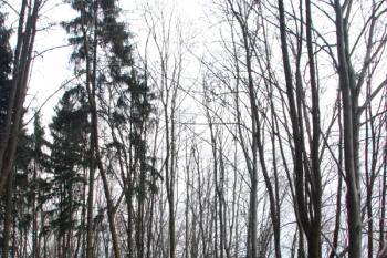 Bučina na jižním úbočí ( © Ivan Grisa 11/2009)