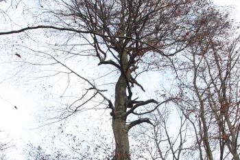Jeden ze starých buků východně pod vrcholem ( © Ivan Grisa 11/2009)