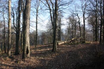 Vrcholová bučina ( © Ivan Grisa 11/2009)