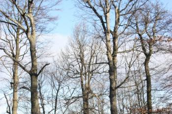 Bučina a skalka na vrcholové plošině ( © Ivan Grisa 11/2009)
