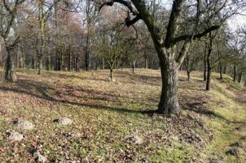 celkový pohled na plochu tvrziště od jihozápadu ( © Jan P. Štěpánek 11/2009)