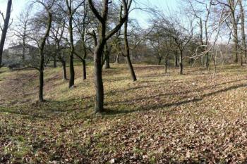 celkový pohled na plochu tvrziště od východu ( © Jan P. Štěpánek 11/2009)