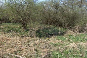 Severní část pahorku tvrze ( © Roman Řezáč 04/2009)