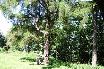 modřín s vrcholovou knihou (© Zuzana Holasová, 08/2009)