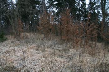  (© Petr Nožička, 12/2009)