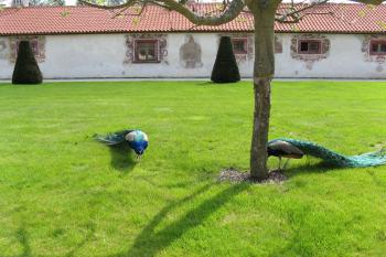 Kratochvíle (© Robert Šebl, 05/2008)