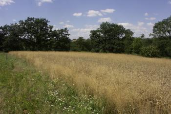 jihozápadní cíp hradiště ( © Milan Caha 06/2008)