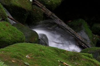 Suchá Kamenice (© Michal Brůža, 07/2009)