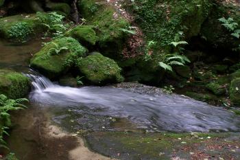 Suchá Kamenice (© Michal Brůža, 07/2009)