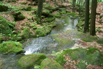 Suchá Kamenice (© Michal Brůža, 07/2009)