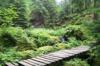 Suchá Kamenice (© Michal Brůža, 07/2009)