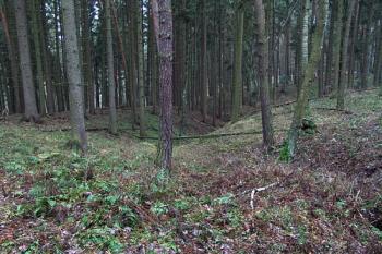  ( © Roman Řezáč 12/2009)