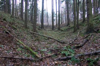  ( © Roman Řezáč 12/2009)