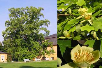 Liliovník tulipánokvětý ( © Luděk Pitter 06/2004)