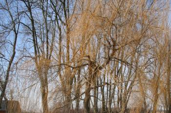  ( © Petr Nožička 03/2010)
