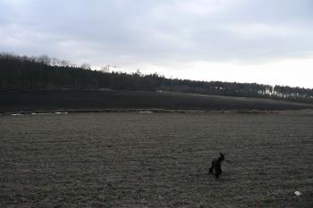Část hradiště dnes zvaná Ha hradbách (© Prudký Martin, 03/2010)