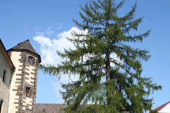 Horní zámek, pohled k východu přes nádvoří k památnému modřínu, vlevo schodišťová věž, v pozadí úřednická budova (© Ivan Grisa, 07/2008)