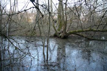 Vodní příkop tvrziště ( © Petr Nožička 03/2010)