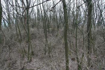 Pohled na tvrziště přes příkop ( © Petr Nožička 03/2010)