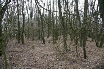 Temeno tvrziště ( © Petr Nožička 03/2010)