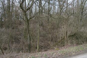 Pohled na tvrziště ze silnice ( © Petr Nožička 03/2010)