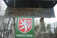 sekvojovec obrovský