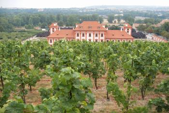 Vinice sv. Kláry (© Jiří Špaček, 08/2015)