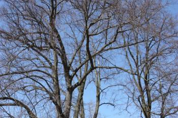 Kaplička a památné lípy od jihovýchodu ( © Ivan Grisa 04/2010)