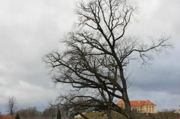  (© Luděk Vláčil, 12/2013)