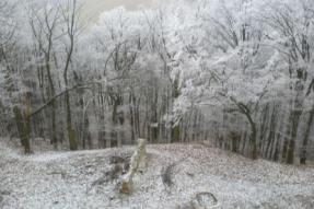 Zámecká obora (© Milan Vaněrka, 12/2007)