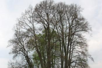 Skupina stromů s dominantní lipou v popředí, mezi nimi osiřelý podstavec ( © Ivan Grisa 05/2010)