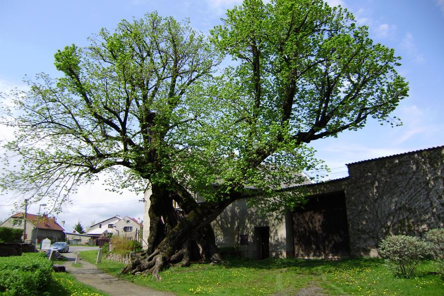 Mladějovická lípa