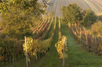 Vinice u Čejkovic (© Věra Tonarová, 05/2010)