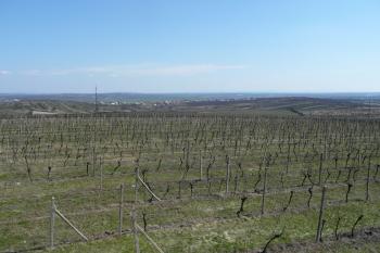 výhled na Velké Pavlovice (© David Hamza, 04/2010)